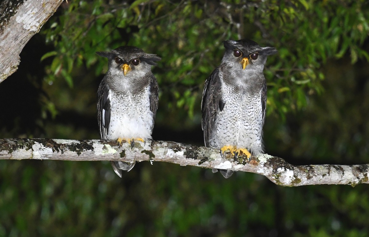 Barred Eagle-Owl - ML652568144