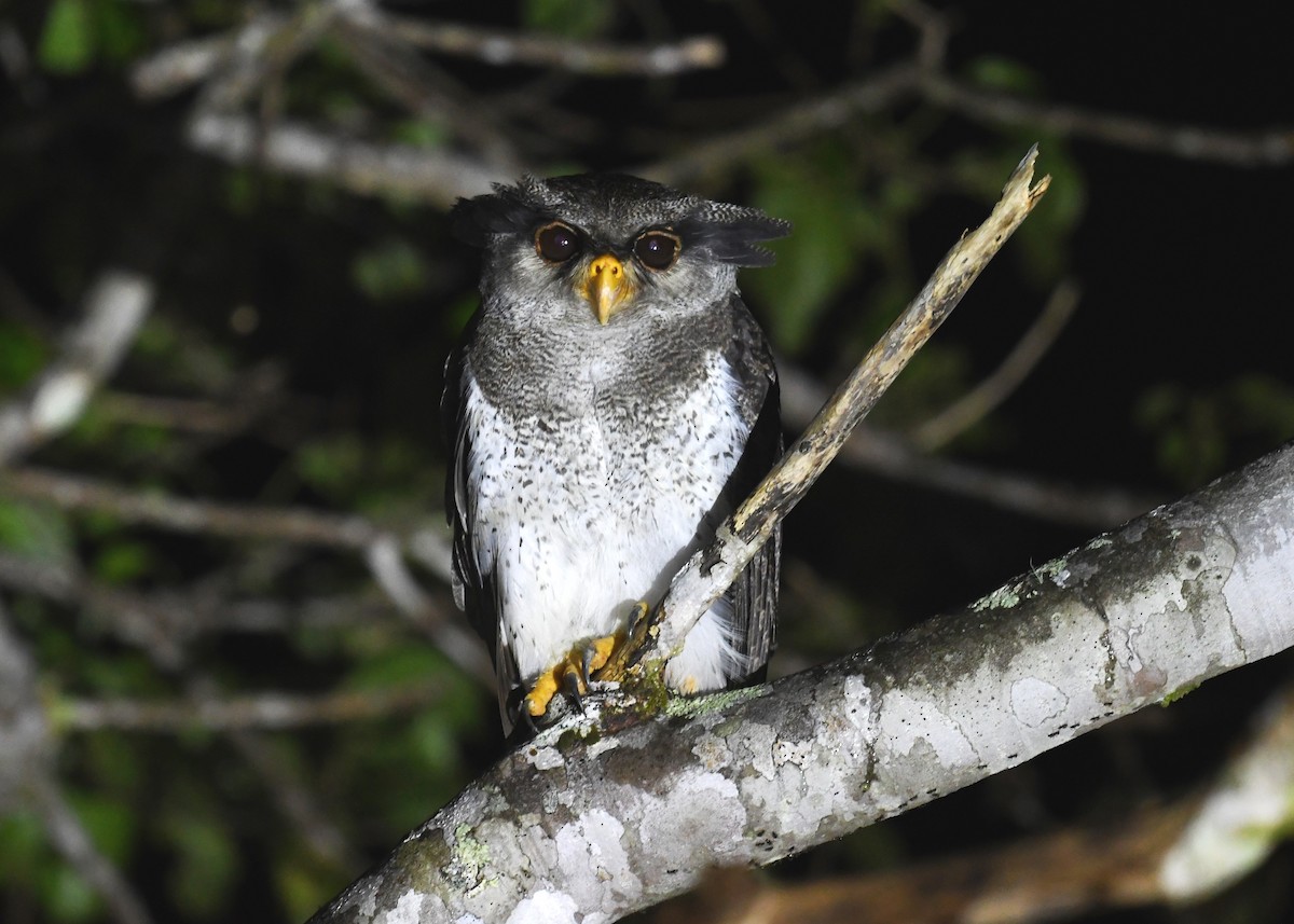 Barred Eagle-Owl - ML652568145
