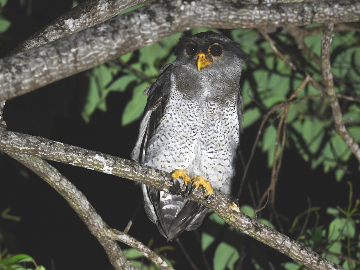 Barred Eagle-Owl - ML652568146