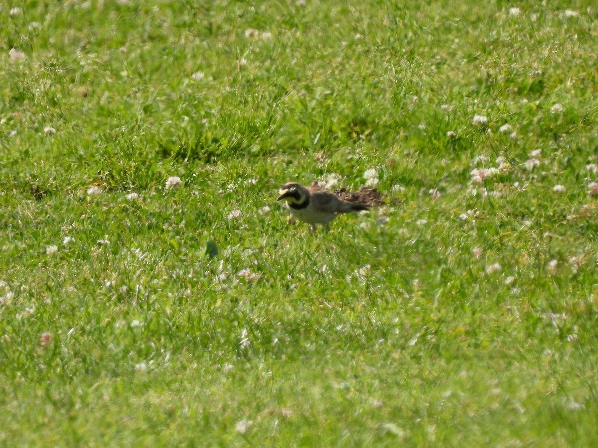 ハマヒバリ - ML652568148