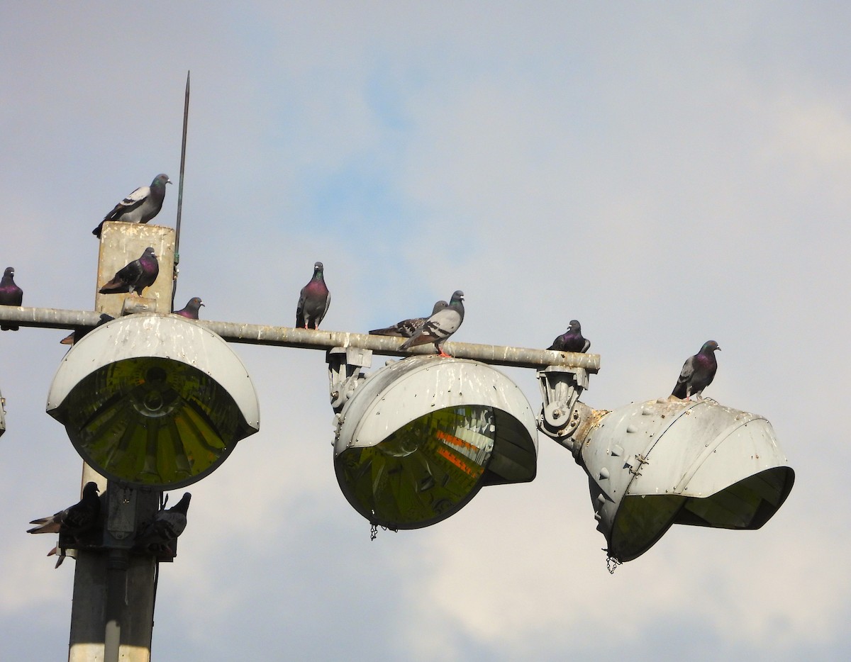 Rock Pigeon (Feral Pigeon) - ML652568444