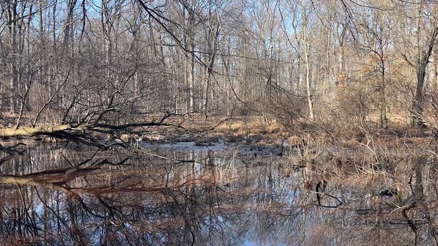 Spring Peeper - ML652568478