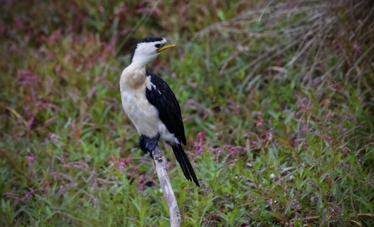 Little Pied Cormorant - ML652568703