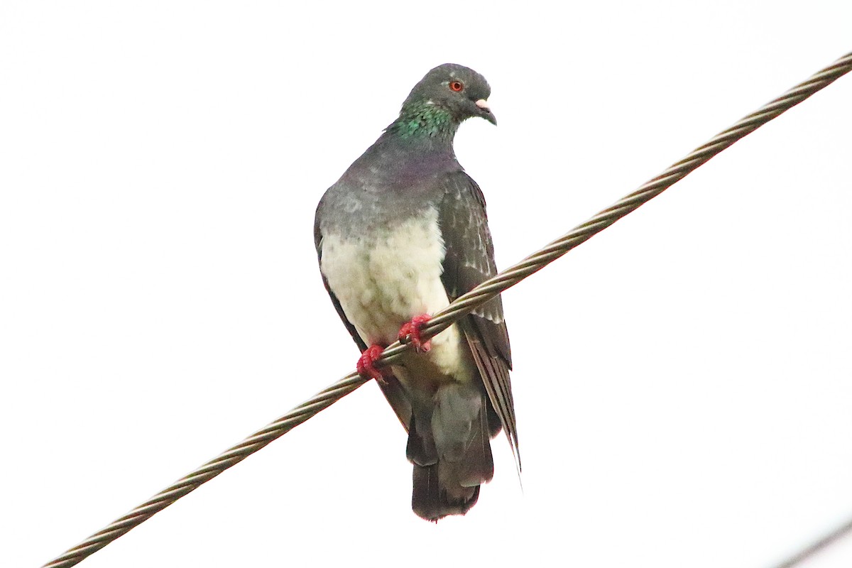 Rock Pigeon (Feral Pigeon) - ML652569085