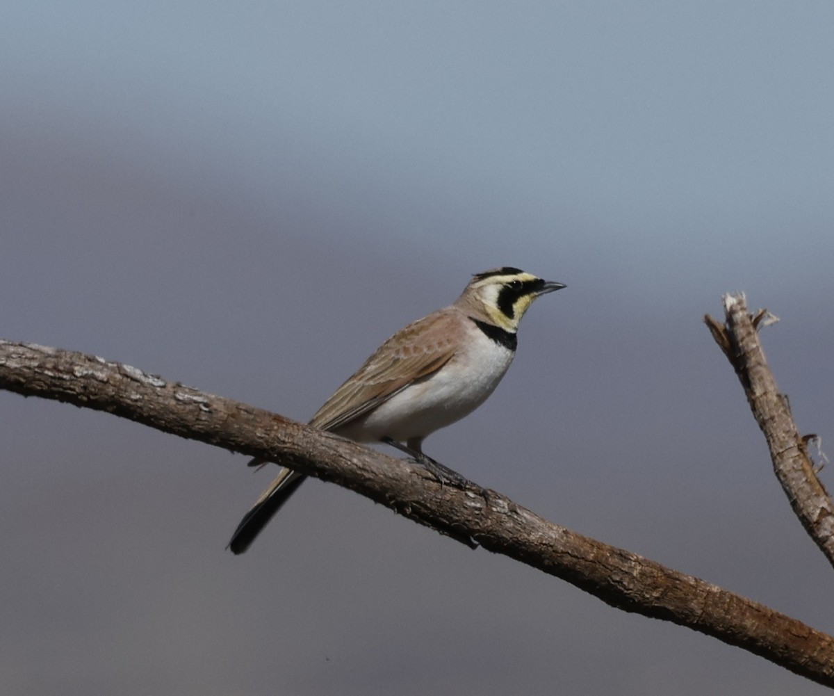 ハマヒバリ - ML652569153