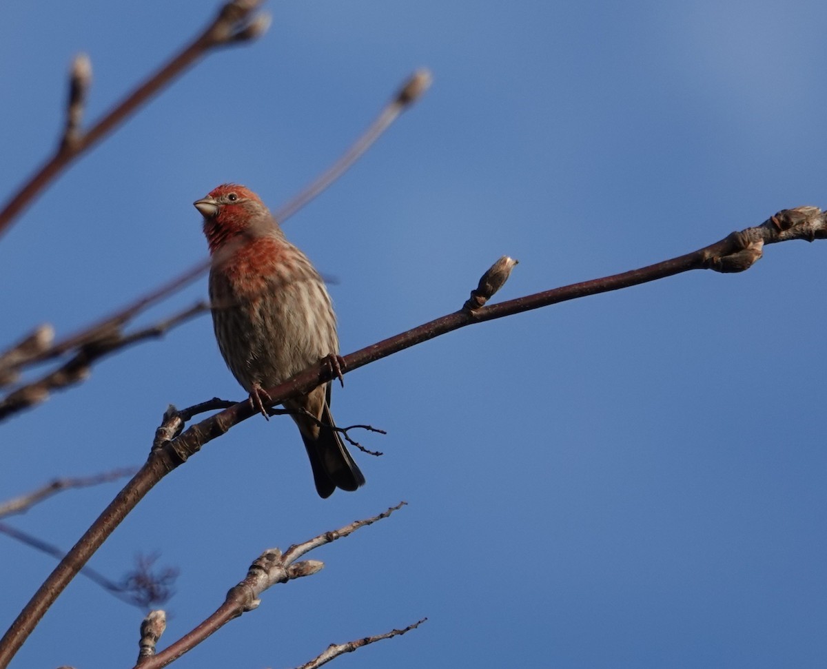 メキシコマシコ - ML652569272