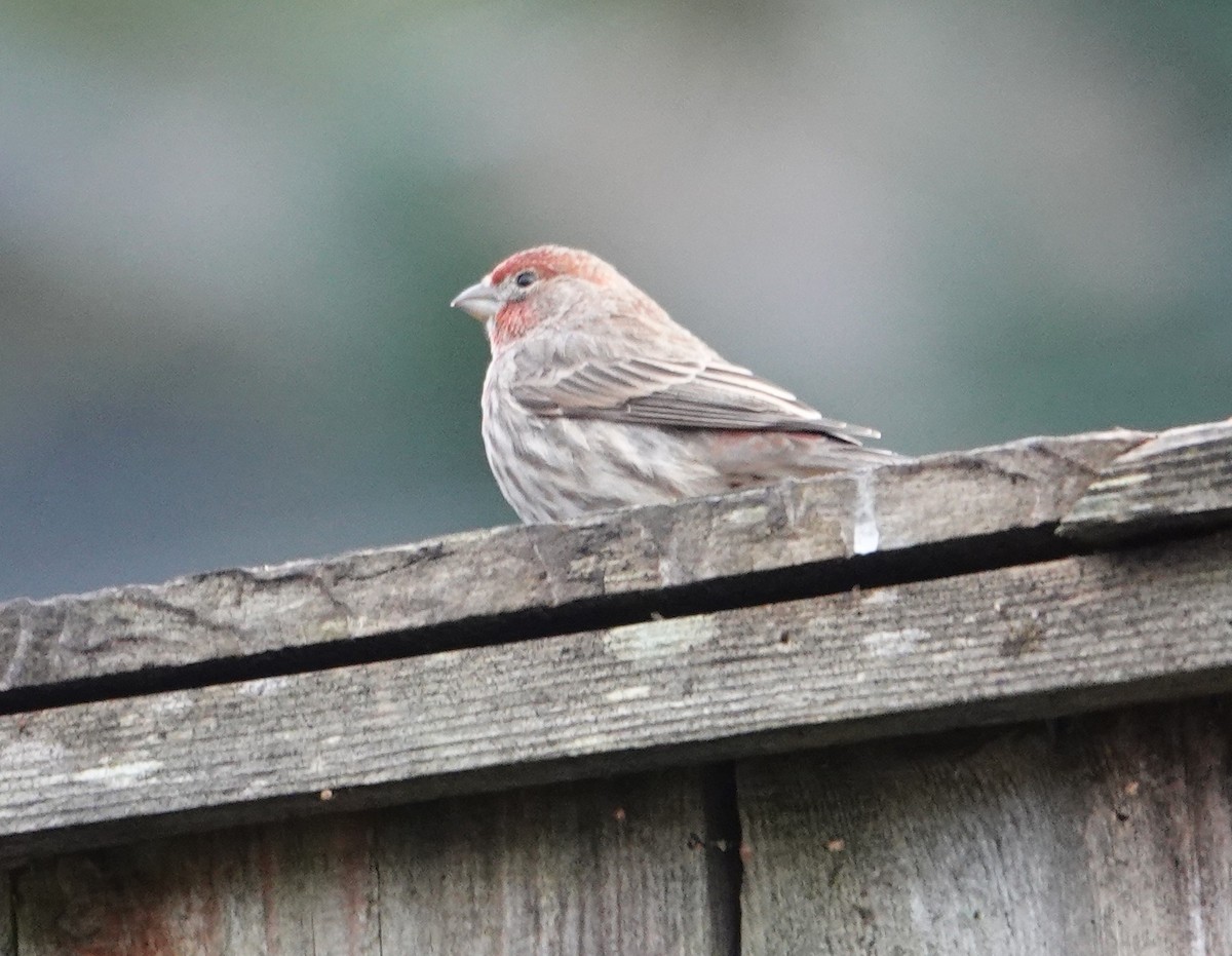 メキシコマシコ - ML652569273