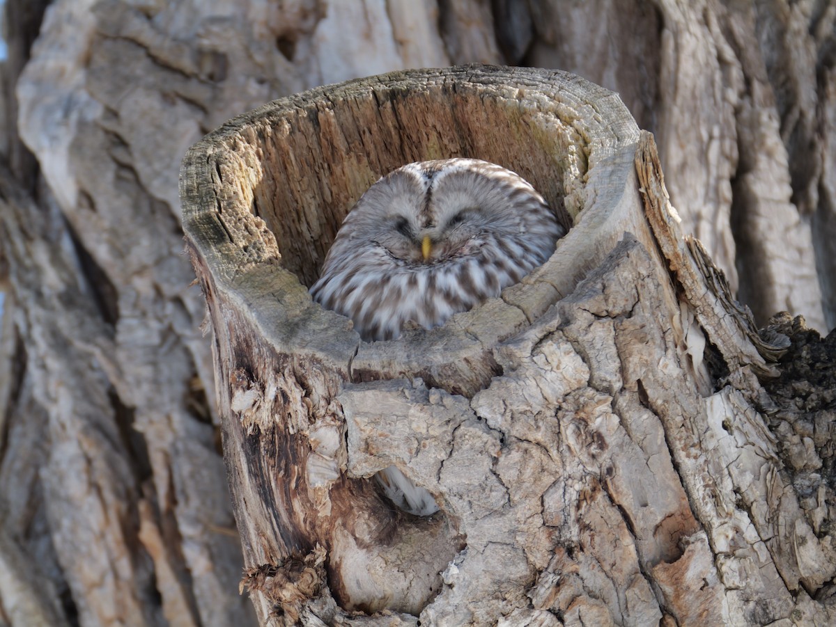 Habichtskauz - ML652569337