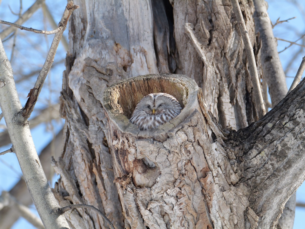 Habichtskauz - ML652569338