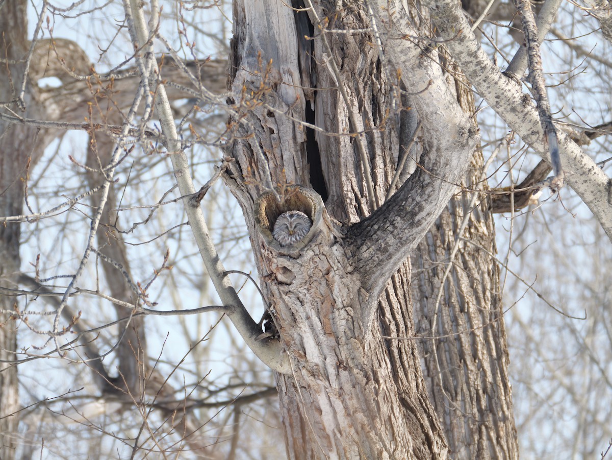 Habichtskauz - ML652569339