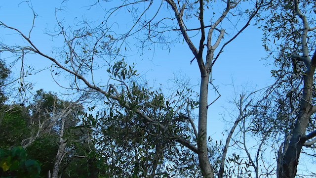 Noisy Miner - ML652569424