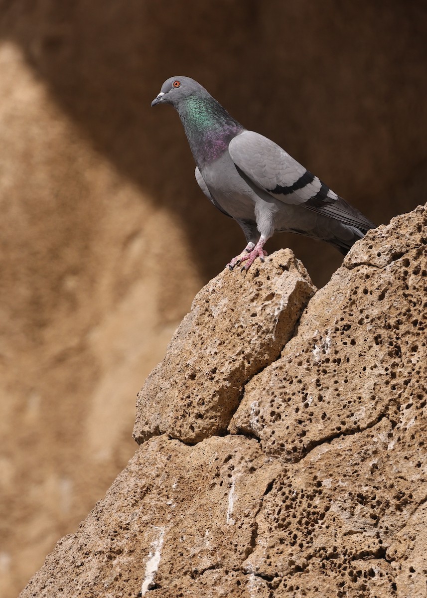 Rock Pigeon (Feral Pigeon) - ML652569464