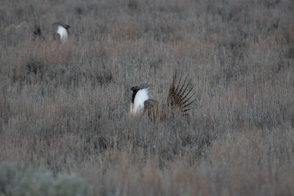 Greater Sage-Grouse - ML652569563