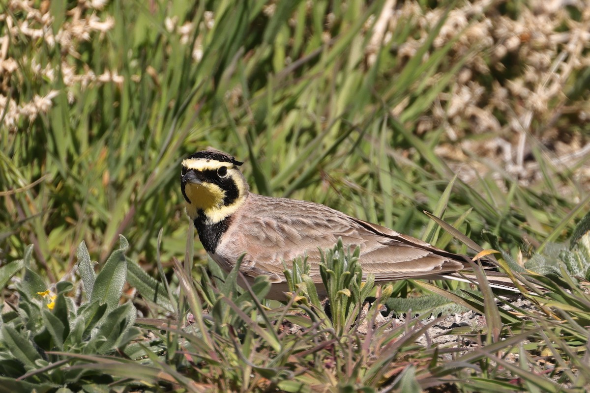 ハマヒバリ - ML652569642