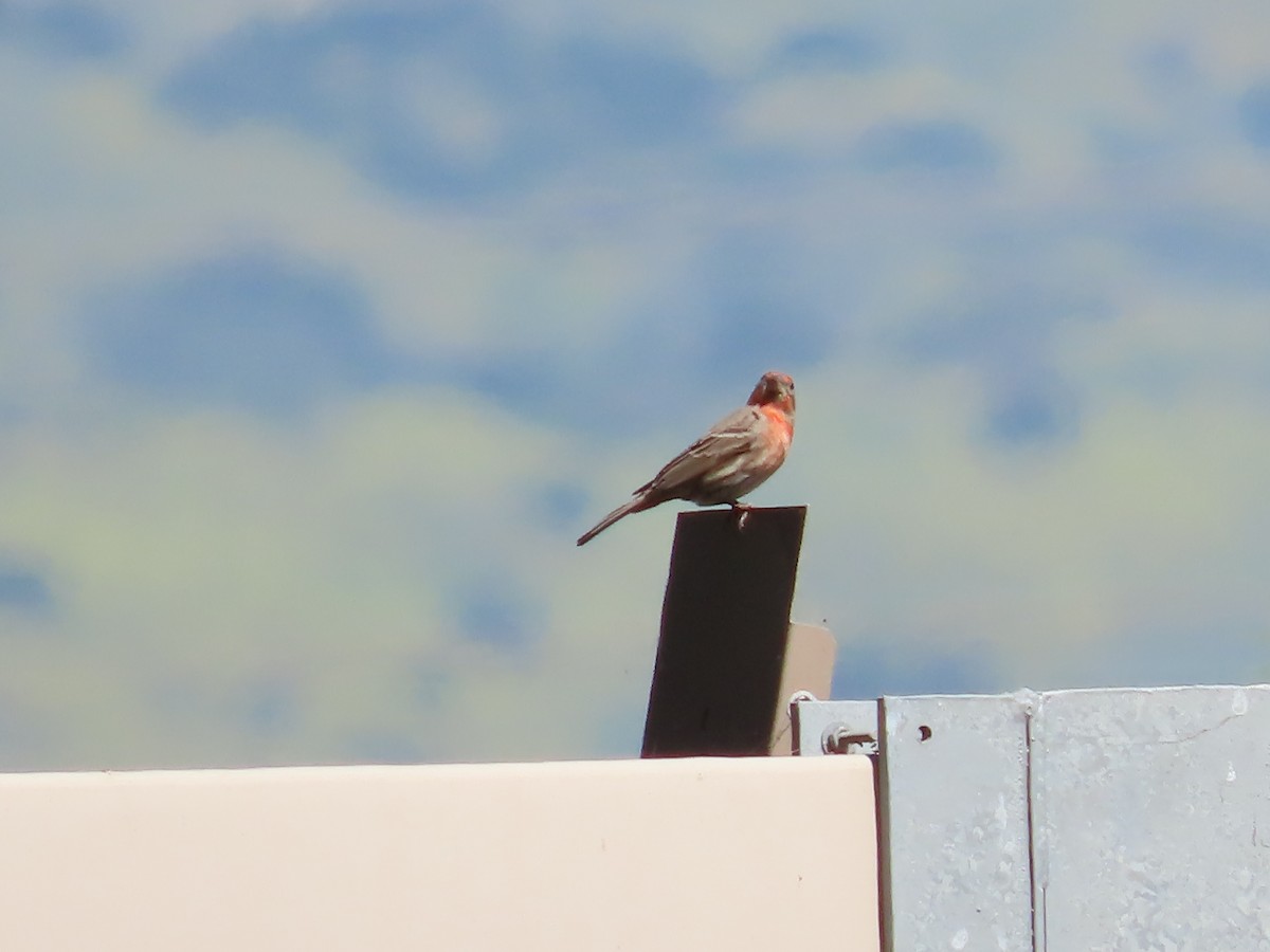 メキシコマシコ - ML652569789