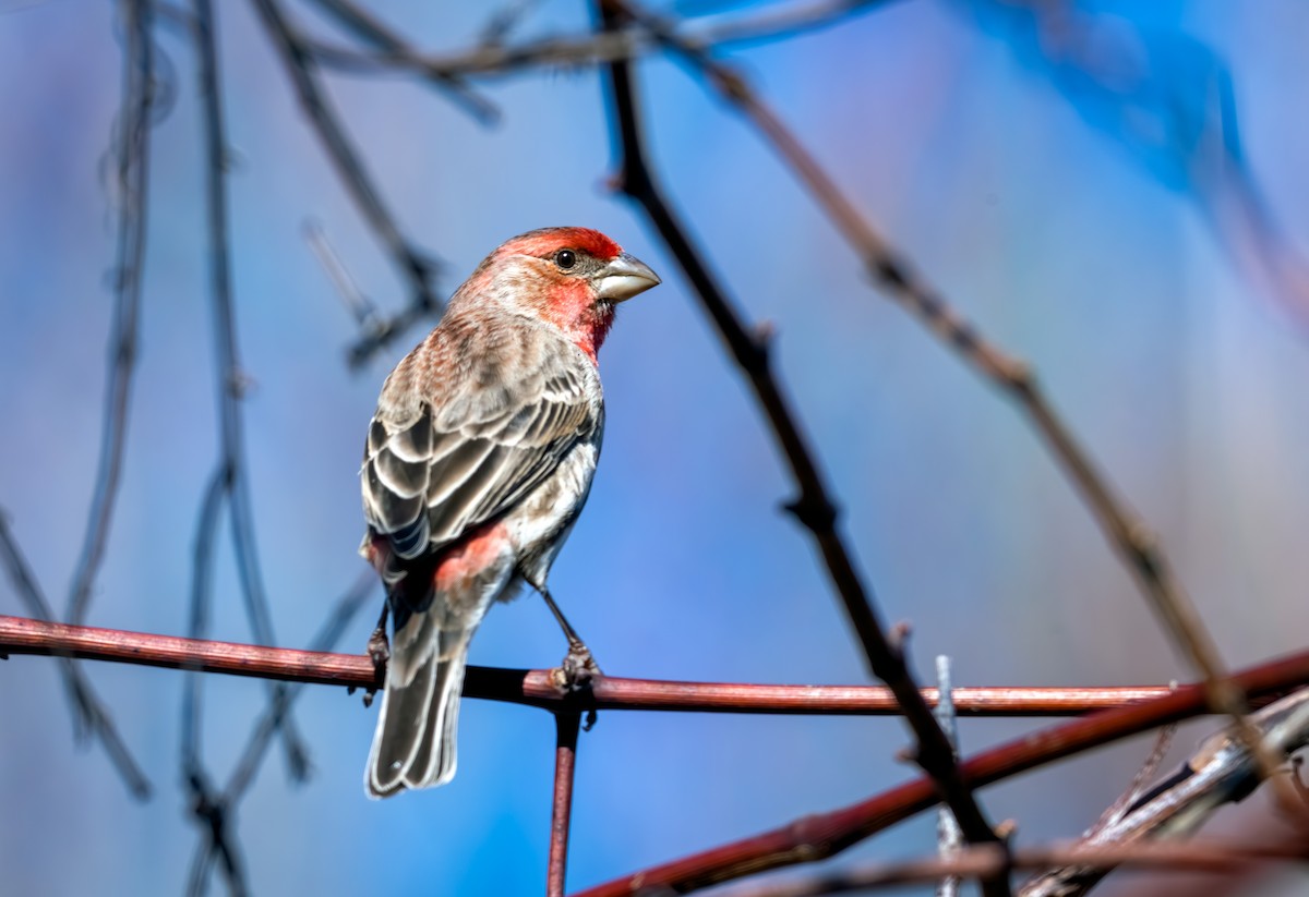 メキシコマシコ - ML652570002