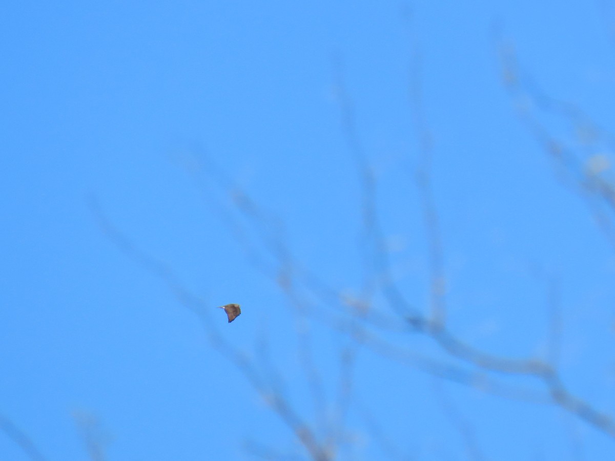 Busardo Aliancho - ML652570549