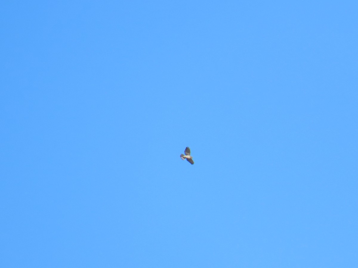 Busardo Aliancho - ML652570550