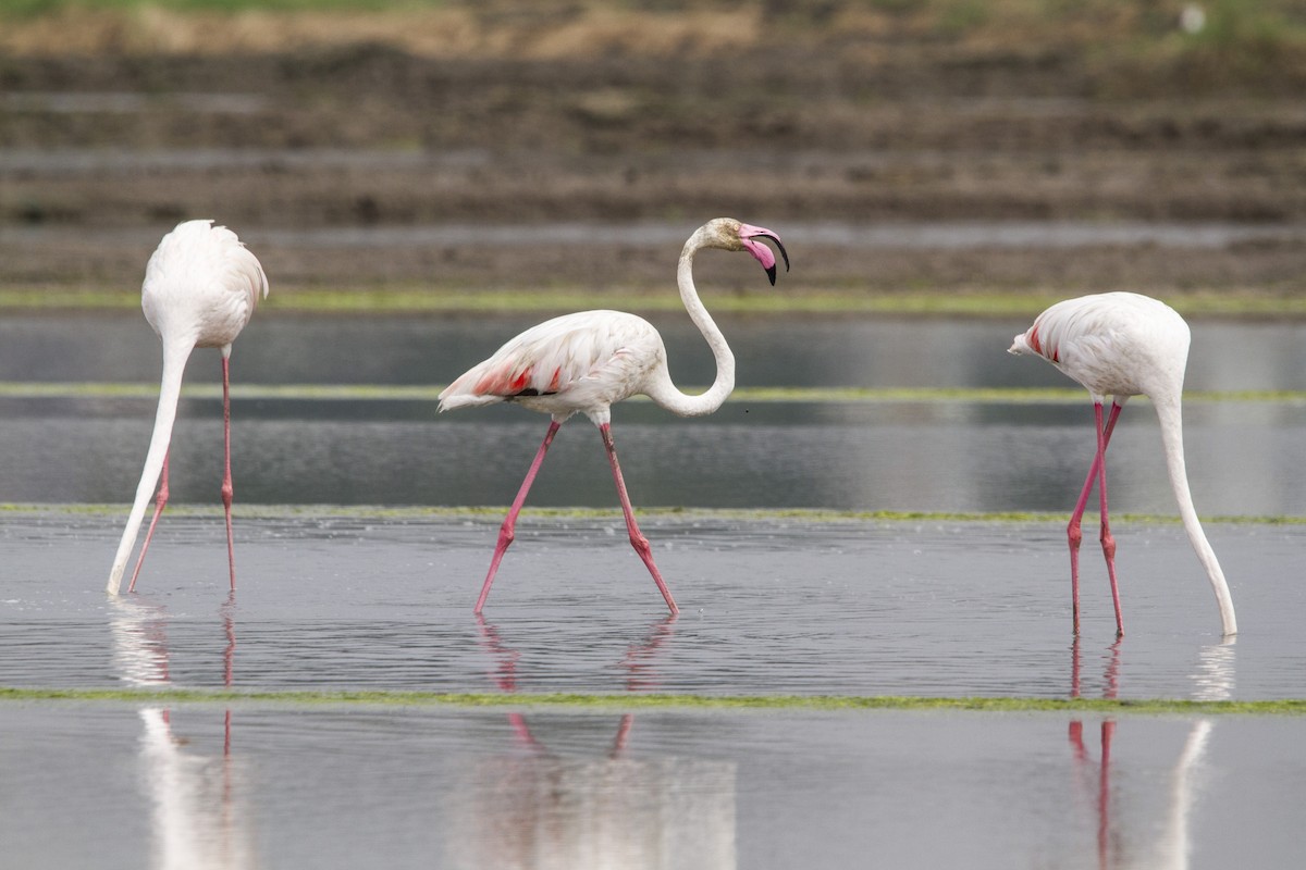 Flamingo - ML652570656