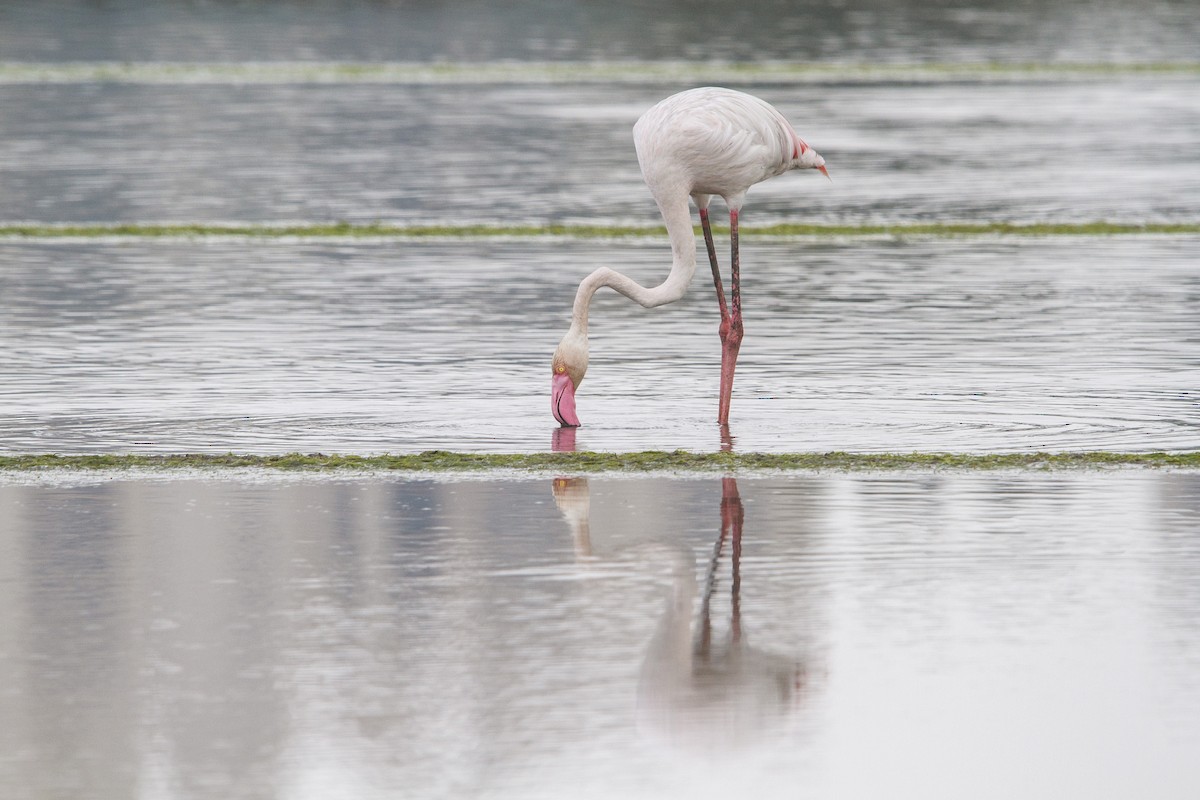Flamingo - ML652570657