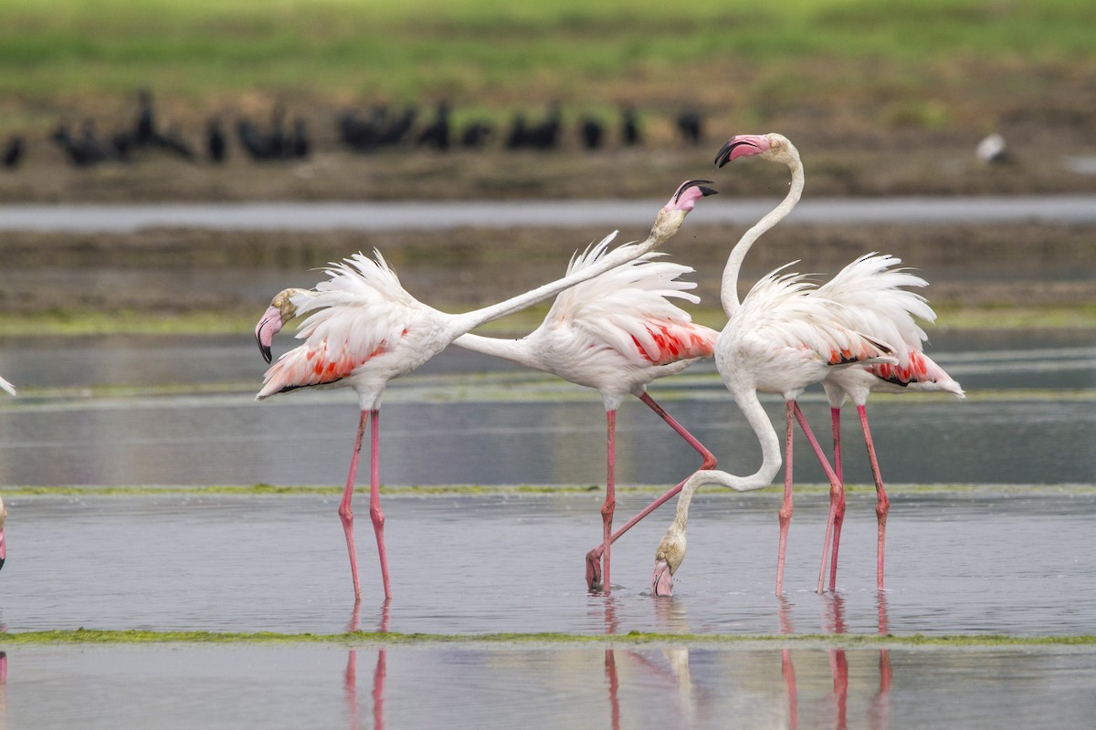 Flamingo - ML652570658