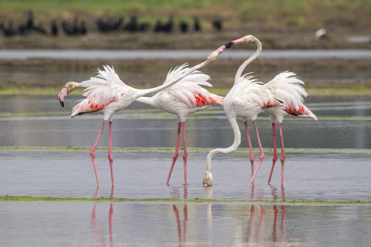 Flamingo - ML652570659