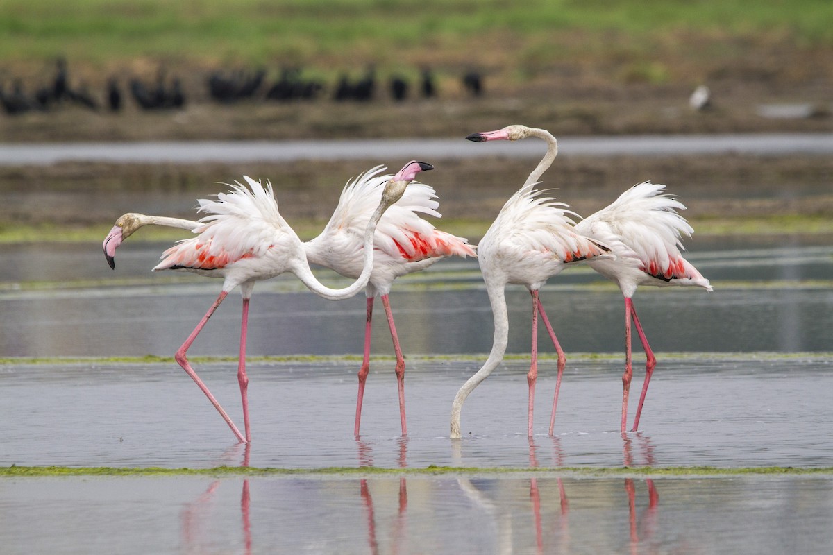 Flamingo - ML652570660