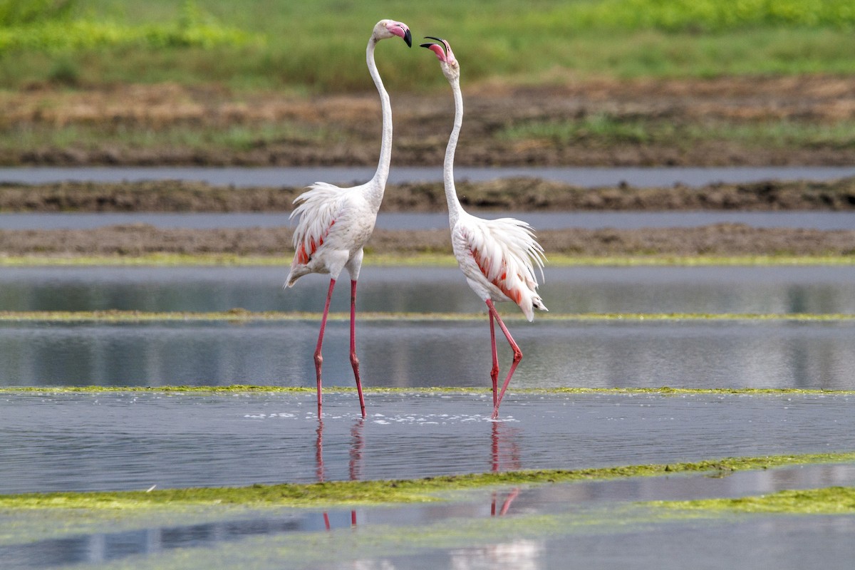 Flamingo - ML652570661