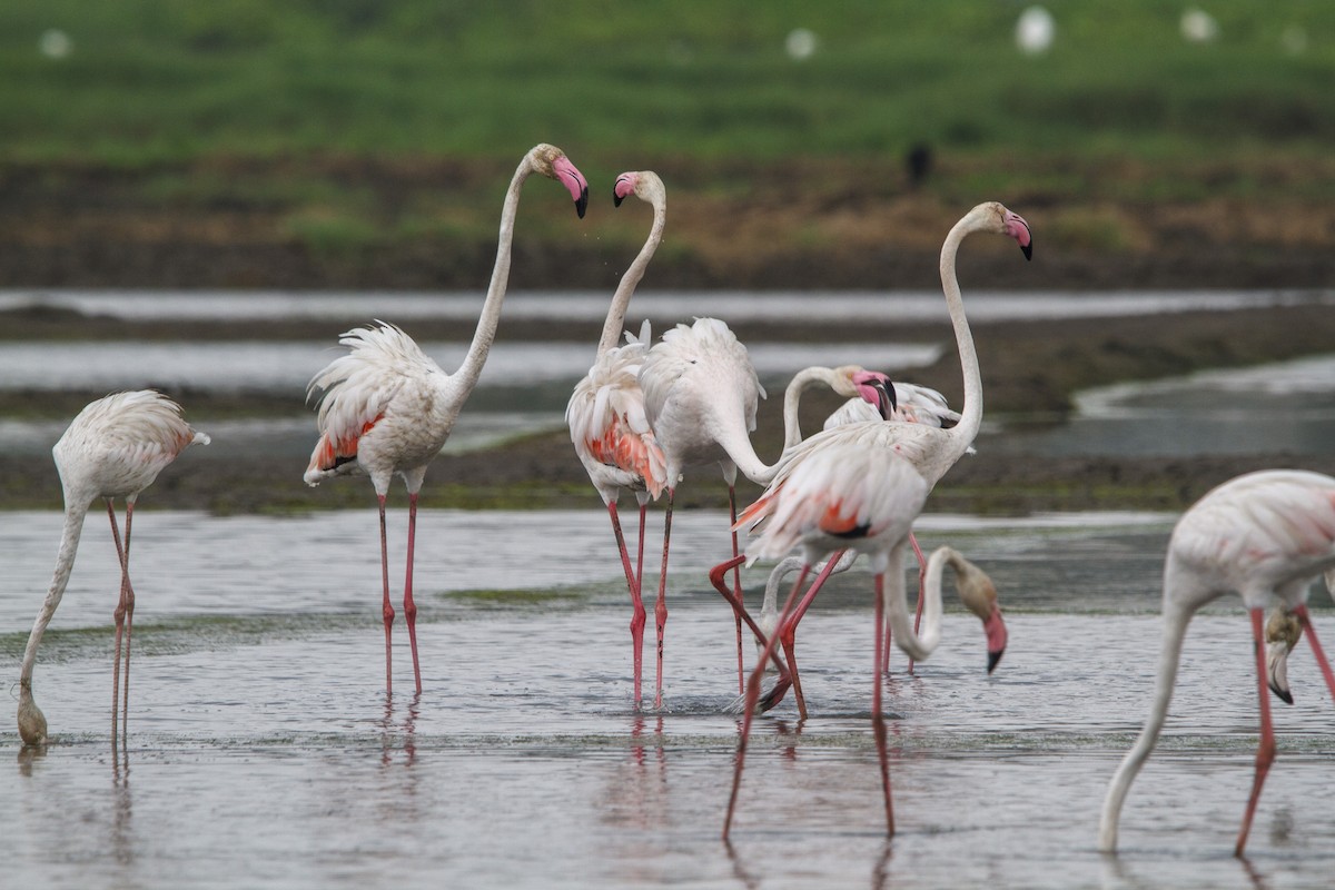 Flamingo - ML652570662