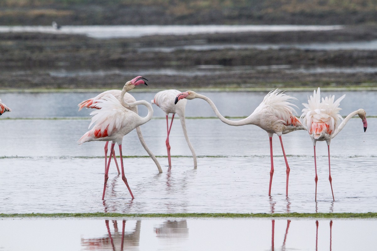 Flamingo - ML652570663