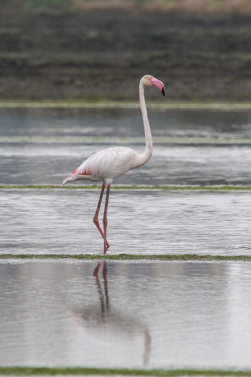 Flamingo - ML652570664
