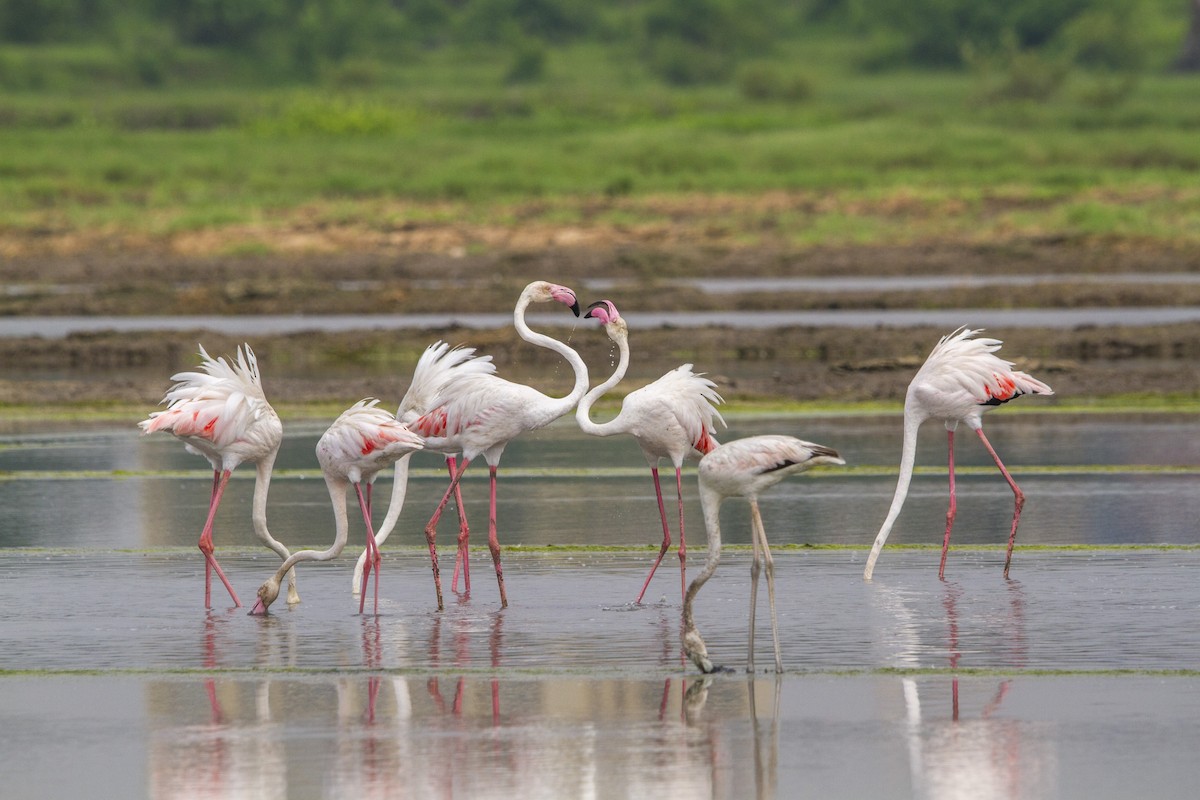 Flamingo - ML652570665