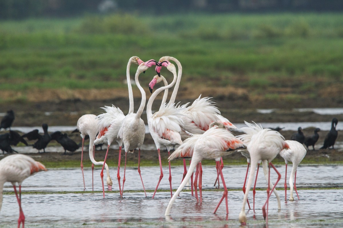 Flamingo - ML652570666