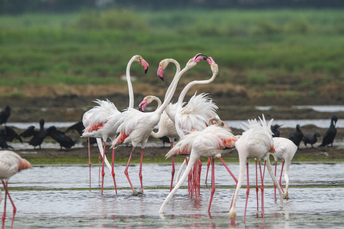 Flamingo - ML652570667