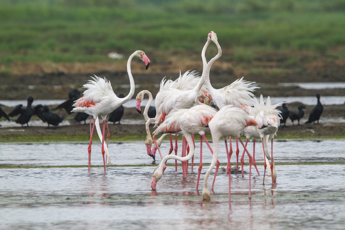 Flamingo - ML652570668