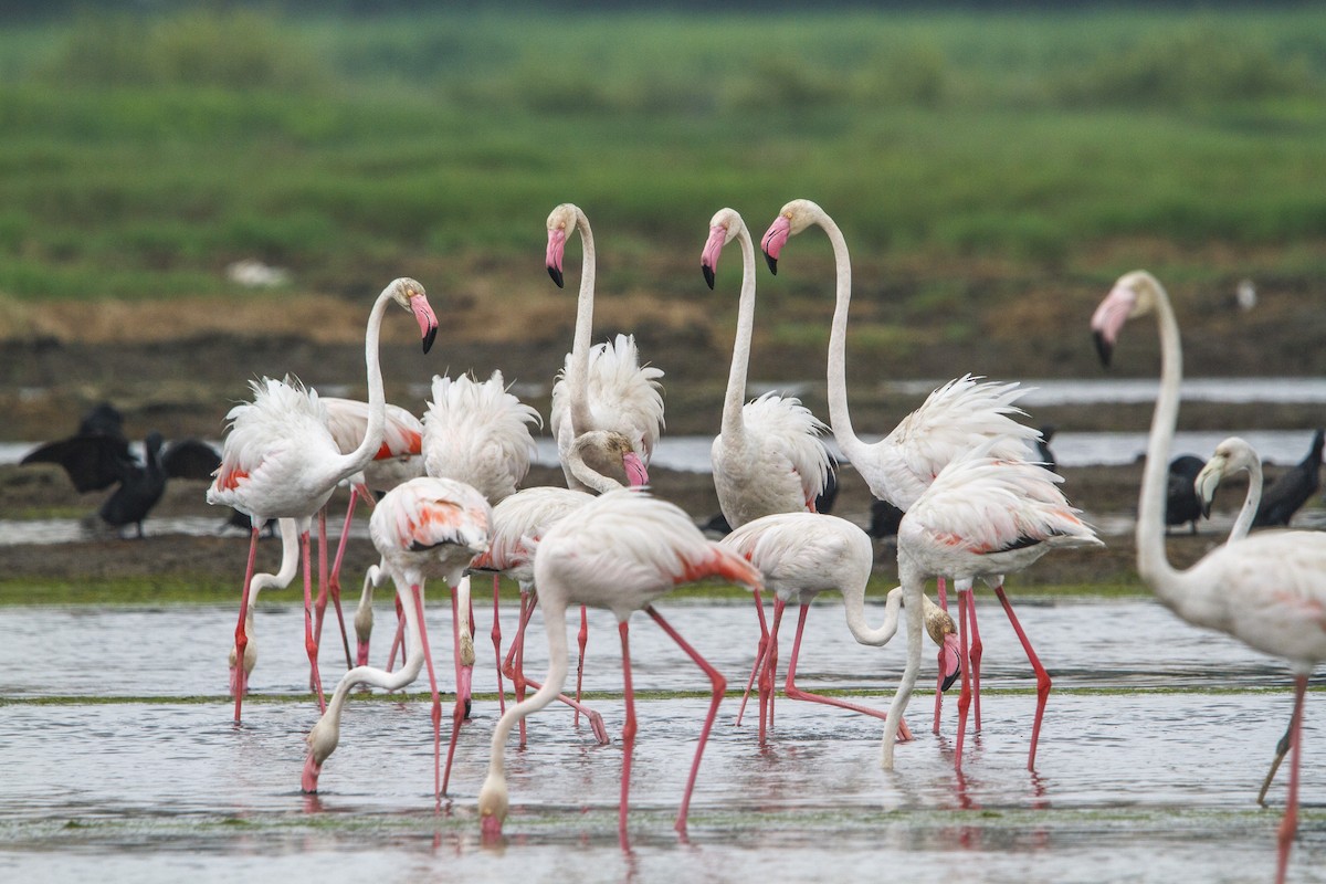 Flamingo - ML652570669