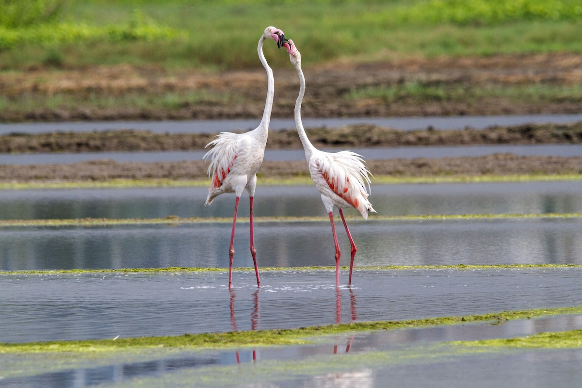 Flamingo - ML652570670