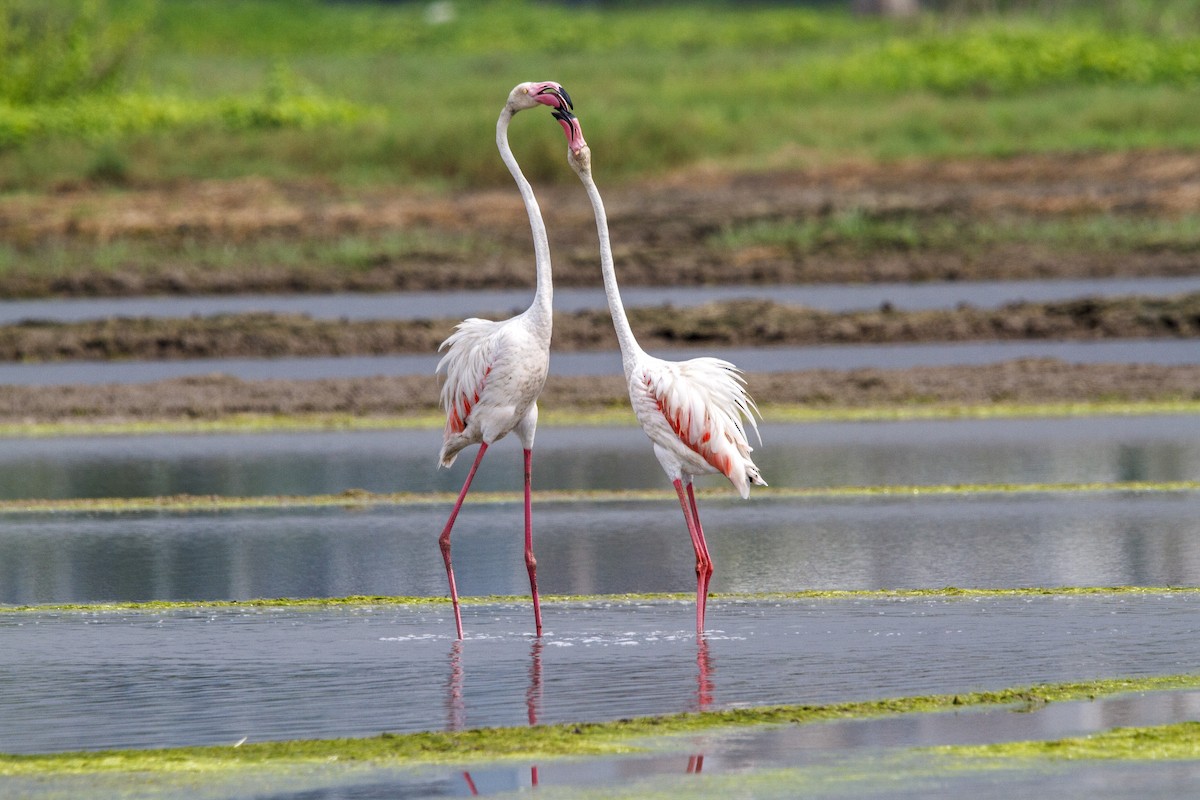 Flamingo - ML652570671