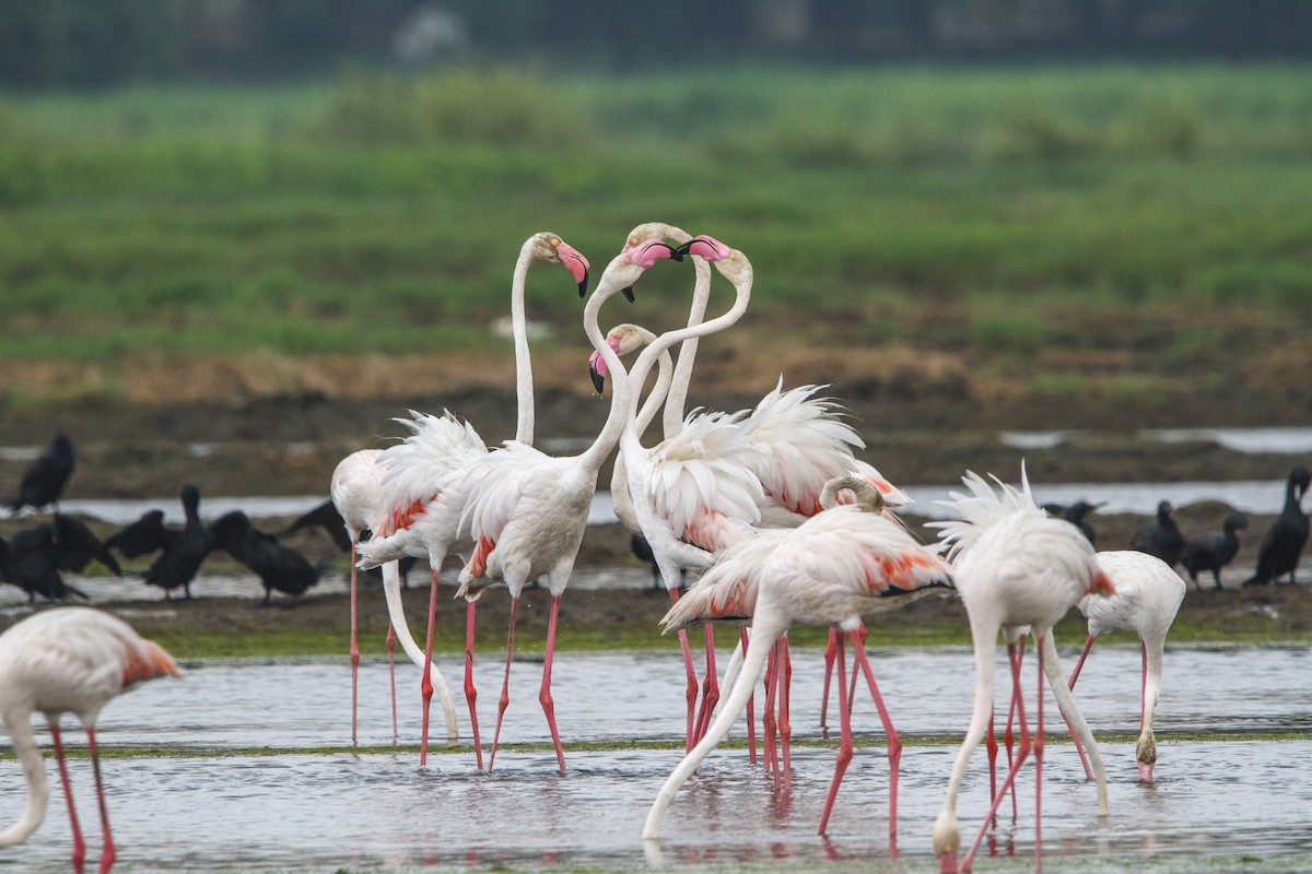 Flamingo - ML652570673