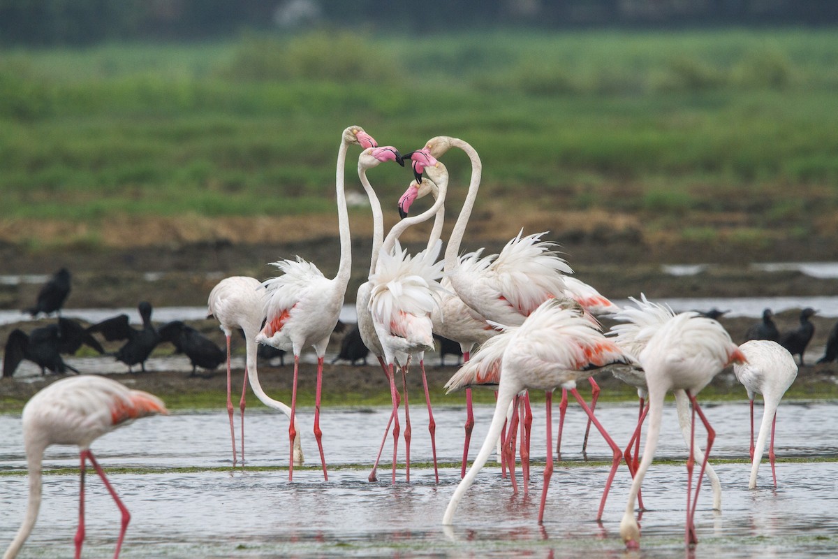 Flamingo - ML652570674