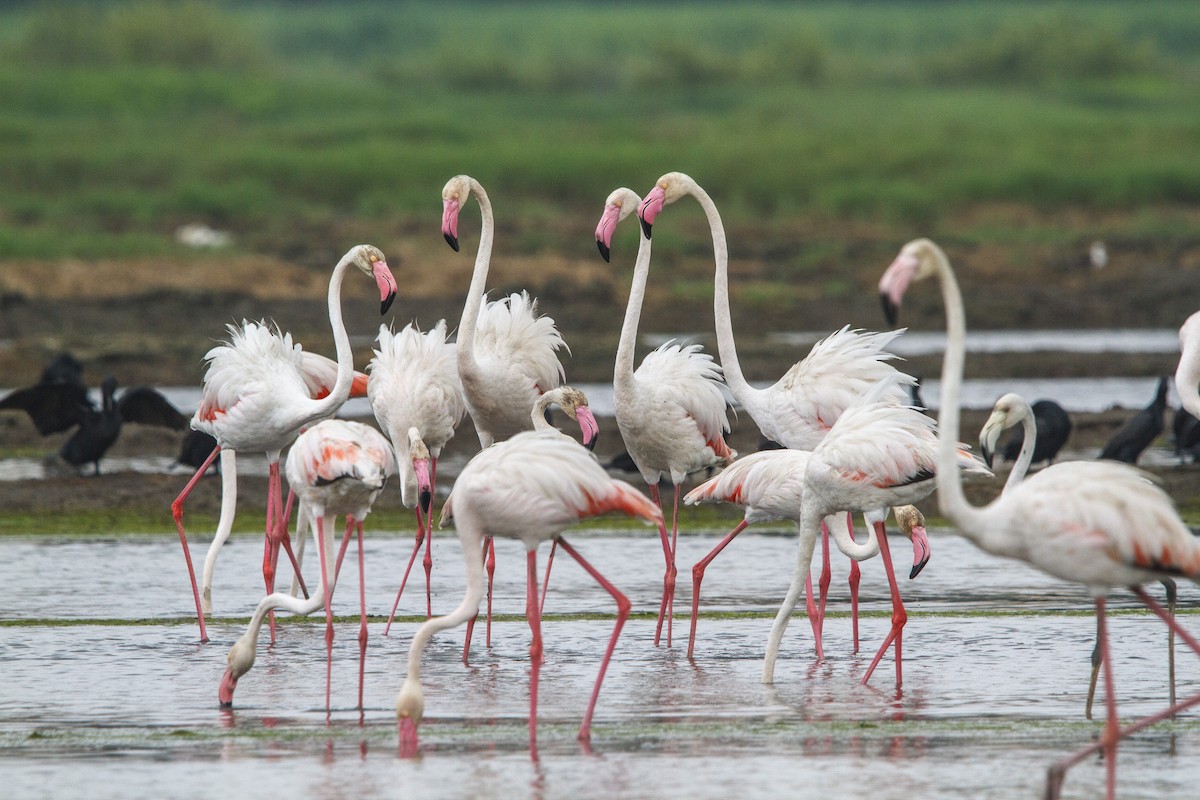 Flamingo - ML652570675