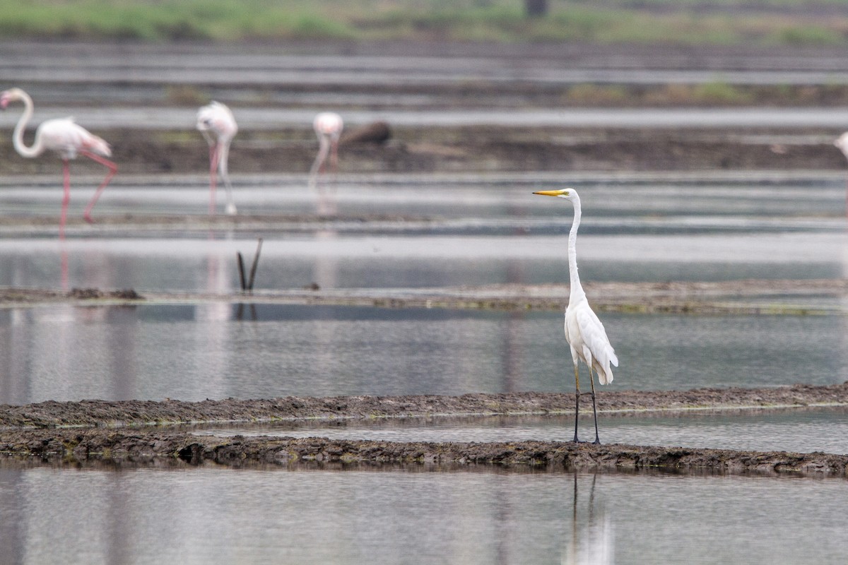 Büyük Ak Balıkçıl - ML652570684