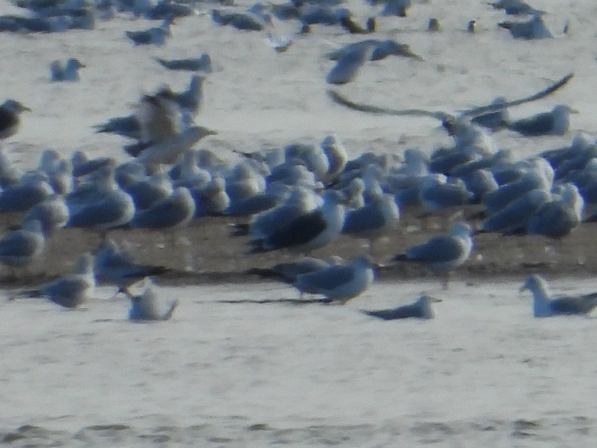 eBird Checklist - 21 Feb 2026 - Confluence Point SP - 7 species (+1 ...