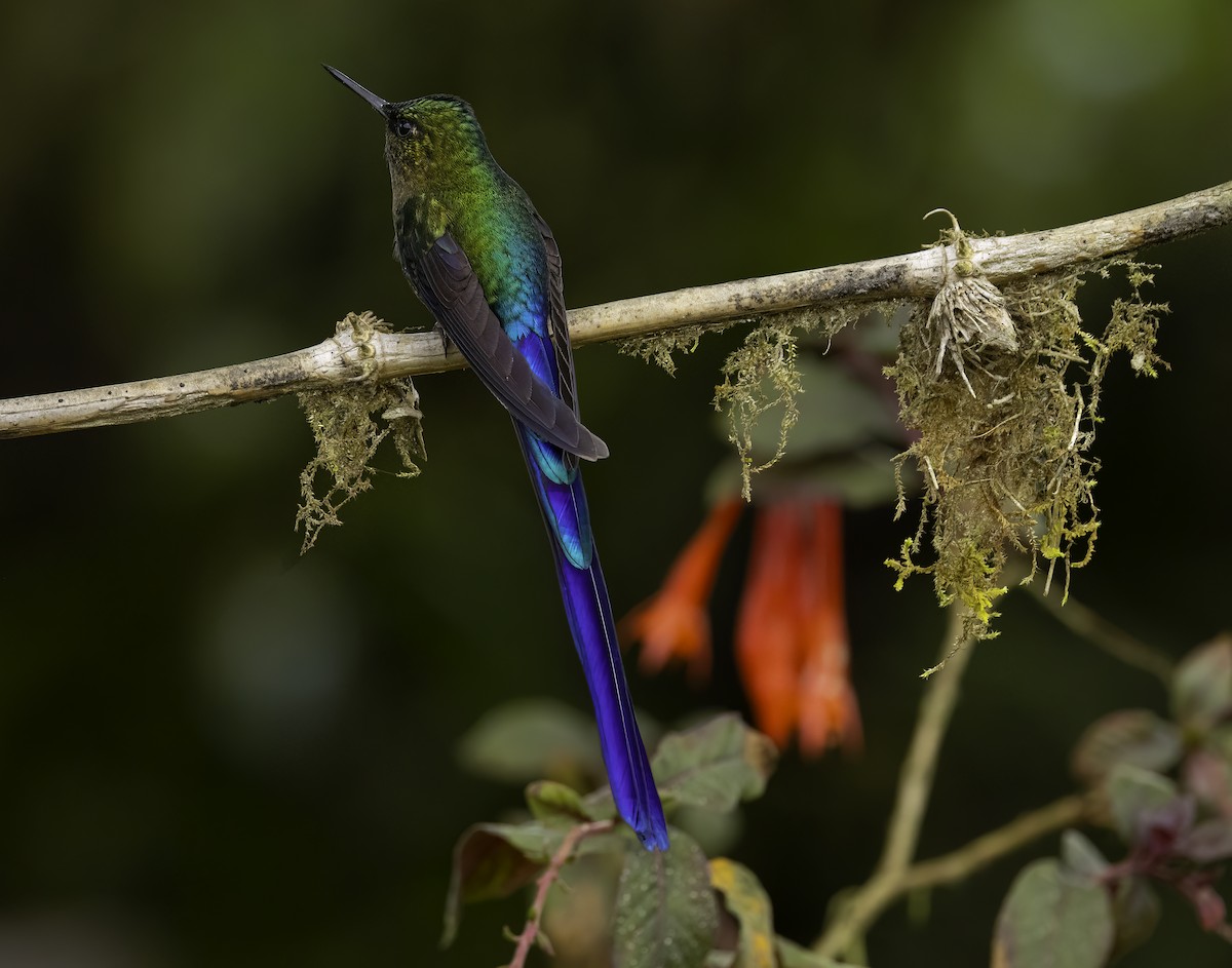 Violet-tailed Sylph - ML652571226