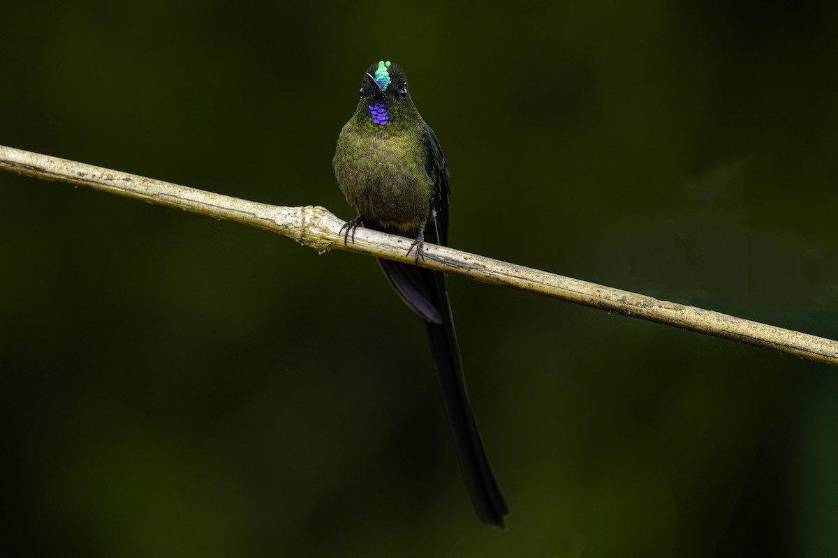 Violet-tailed Sylph - ML652571228