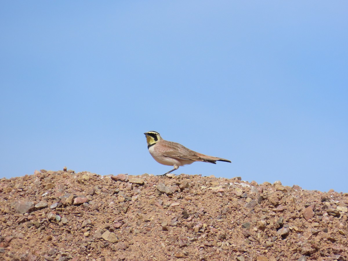 ハマヒバリ - ML652571457