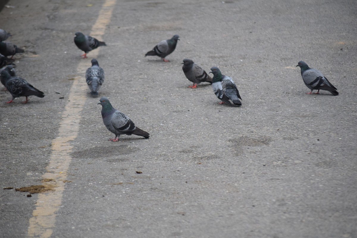 Rock Pigeon (Feral Pigeon) - ML652571468