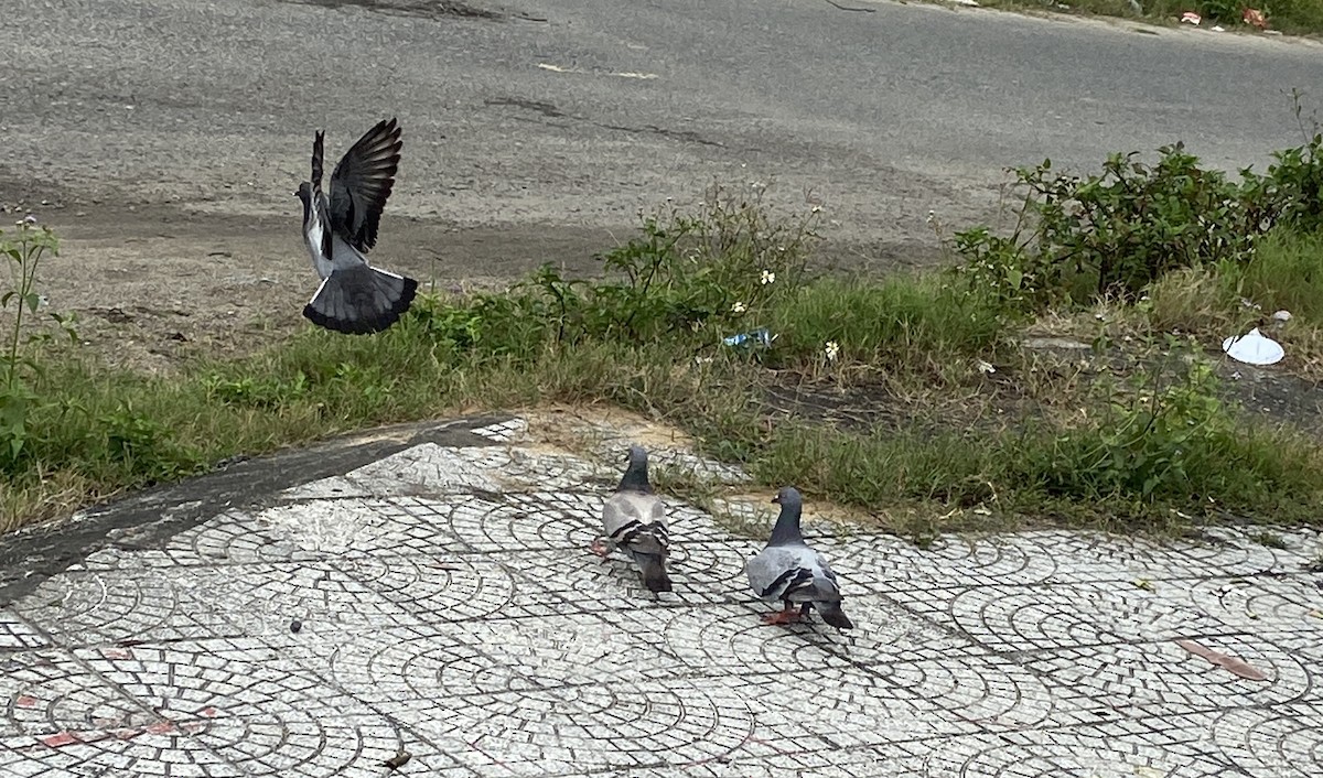 Rock Pigeon (Feral Pigeon) - ML652571484