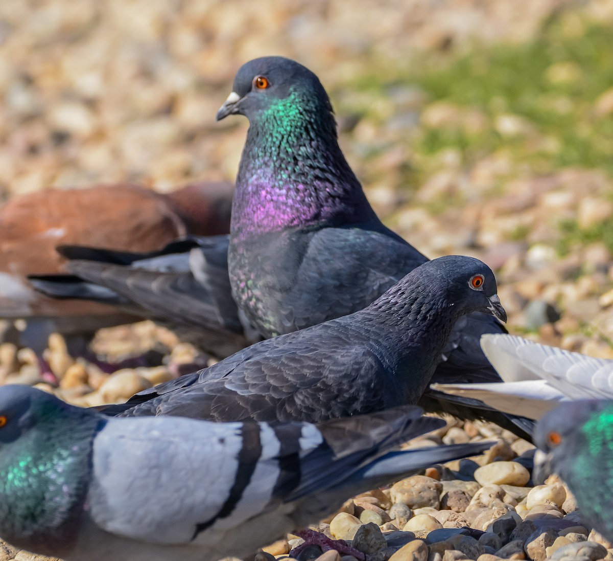 Rock Pigeon (Feral Pigeon) - ML652571500