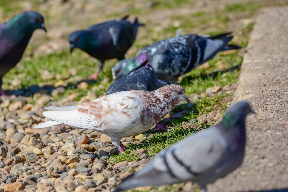 Rock Pigeon (Feral Pigeon) - ML652571501